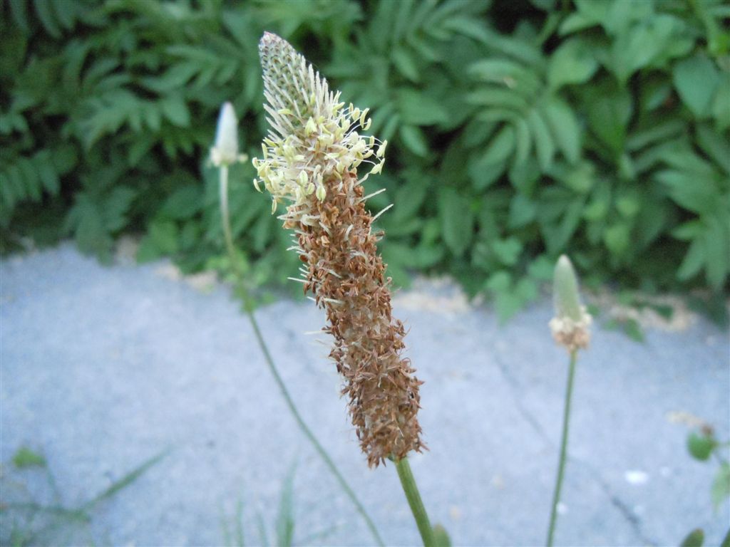 Plantago lanceolata / Piantaggine lanciuola